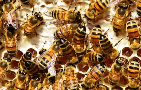 蜜蜂麻痹病防治方法 蜜蜂麻痹病的防治