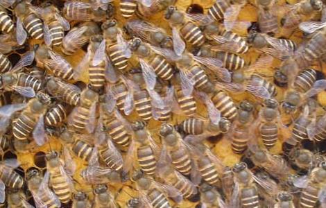 蜜蜂黑蜂病防治方法 蜜蜂黑蜂病怎么治疗