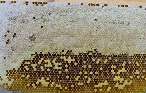 蜜蜂巢脾的修造方法 蜜蜂怎样换掉老巢脾