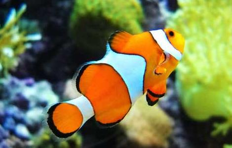 小丑鱼为什么叫小丑鱼 小丑鱼为什么叫小丑鱼难道是