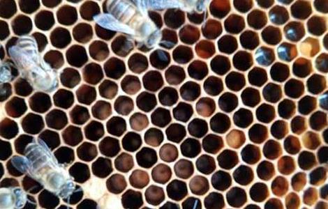 蜜蜂烂子病用什么药（蜜蜂烂子病用什么药效果好红霉素是杀菌药吗?）