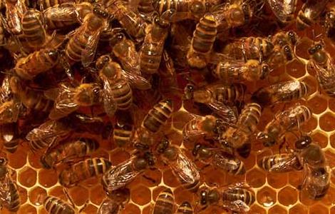 蜜蜂快速繁殖技术 蜜蜂如何快速繁殖