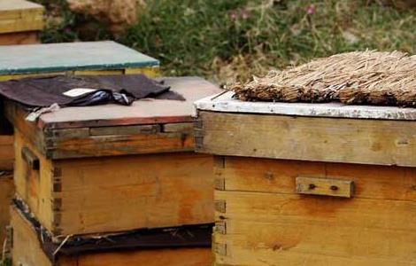 蜜蜂饲料配置方法
