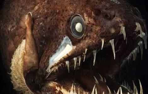 深海龙鱼能吃吗