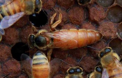 养蜜蜂蜂王不走的技术 养蜜蜂蜂王不走的技术是什么