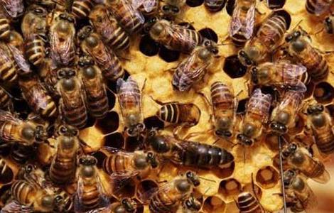 养蜜蜂蜂王不走的技术