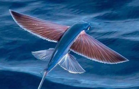 飞鱼为什么会飞 飞鱼为什么会飞出水面