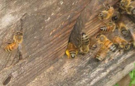 蜜蜂什么时候繁殖快