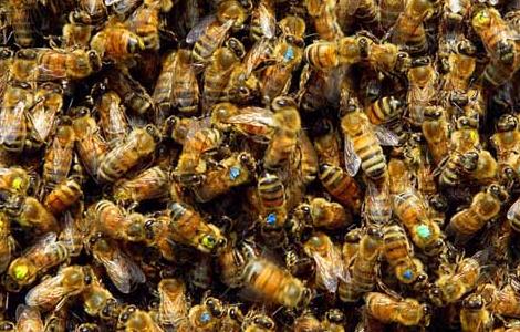 蜜蜂为什么不会迷路