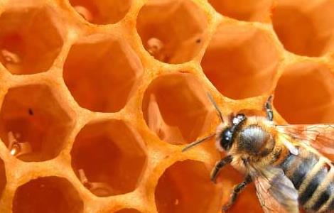 蜜蜂怎么养繁殖才快 蜜蜂怎样快速繁殖