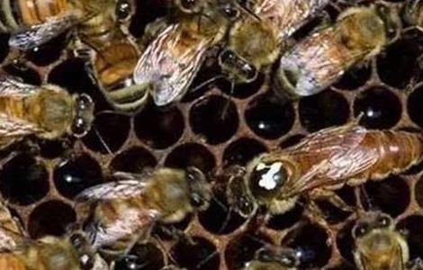 蜜蜂的常见病害种类及防治方法 蜜蜂的常见病害种类及防治方法视频