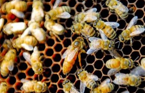 蜜蜂为什么能找到回家的路 蜜蜂为什么能找到回家的路查找资料把了解到的记下来