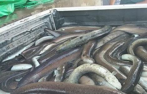2018鳗鱼价格多少钱一斤及养殖前景 鳗鱼多少钱一斤2019