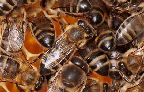 蜜蜂养殖中常见的几大误区（蜜蜂养殖一定要谨记以下重点）