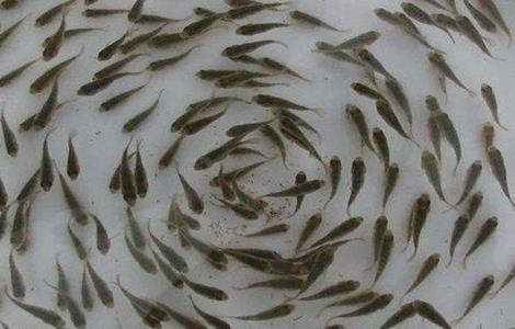 鱼的养殖方向有哪些 鱼的养殖方向有哪些方法