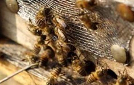 蜂群盗蜂现象的解决方法