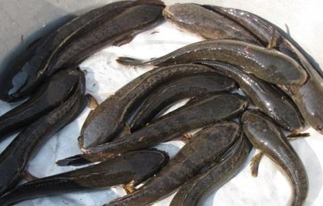黑鱼 养殖 方法