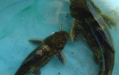 黄颡鱼主要病害的防治方法