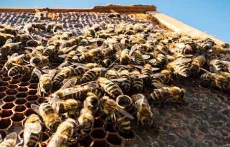 蜜蜂冬季管理要点
