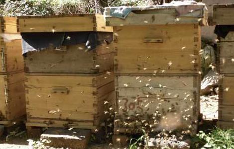 蜜蜂冬季管理要点