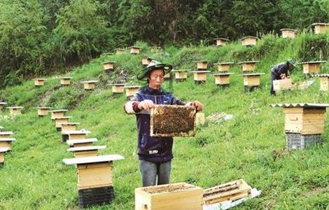 怎么样才能养好蜜蜂 怎么样才能养好蜜蜂视频