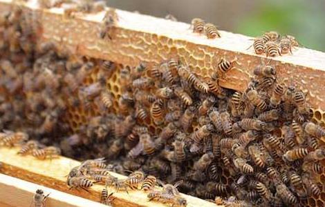 养蜂怎样防蚂蚁（养蜂怎样防蚂蚁虫）