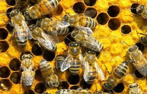 养蜜蜂的技巧有哪些（养蜜蜂的技巧有哪些视频）