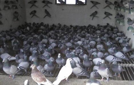 鸽子繁殖的注意事项 鸽子繁殖的注意事项有哪些