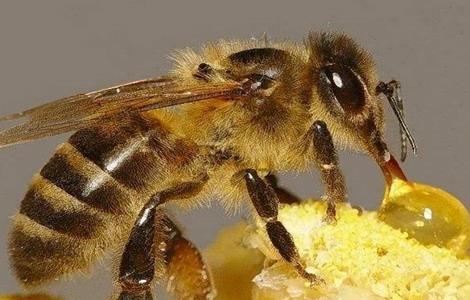 冬季如何给蜜蜂保温 冬天如何给蜜蜂保温