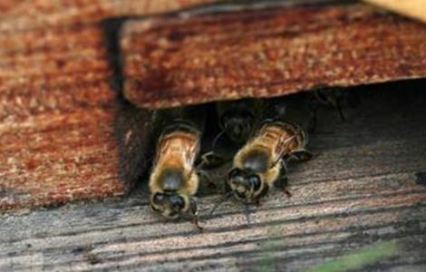 蜂箱死蜂出现的原因（蜂死在箱内是什么病）