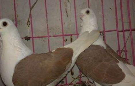 鸽子养殖的误区 养殖鸽子有什么技巧吗