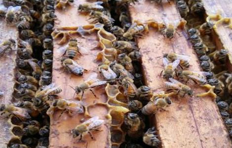蜜蜂失王有什么现象 蜜蜂失王有什么现象吗