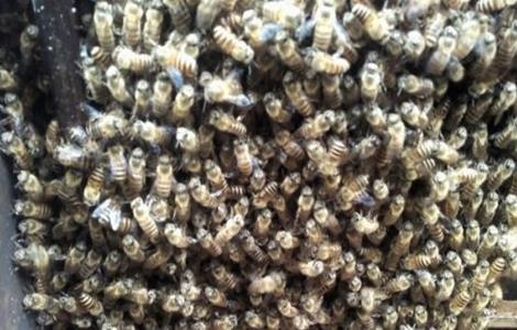 蜜蜂分群的原因 蜜蜂分群的前兆