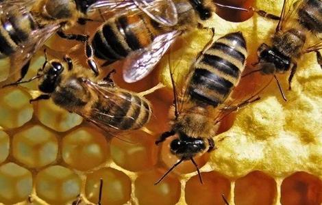 春季中蜂饲养管理要点 春季中蜂饲养管理要点是什么