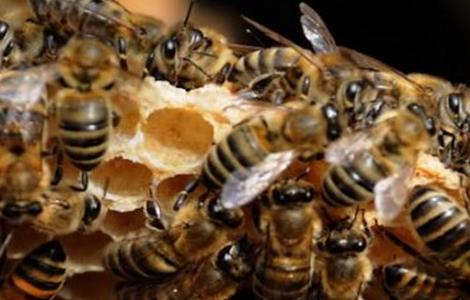 蜜蜂自然分蜂的原因 蜜蜂为什么不分蜂