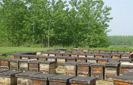 蜜蜂的养殖技术 蜜蜂的养殖技术视频蜂王怎么管理