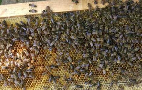 新手养蜂 怎么做 养殖技术