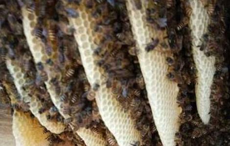 影响蜜蜂繁殖的原因是什么（影响蜜蜂繁殖的原因是什么呢）