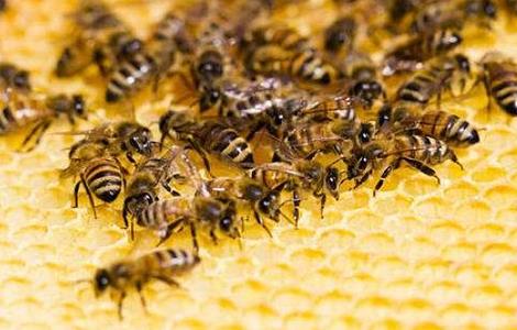 养殖蜜蜂 为什么 难赚到钱
