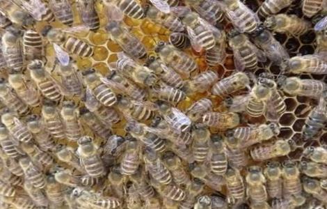 养殖蜜蜂 为什么 难赚到钱