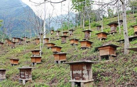 蜜蜂饲养技术（蜜蜂饲养技术规范）