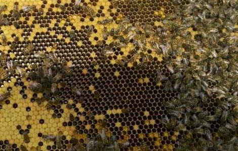 新手养蜂有哪些禁忌