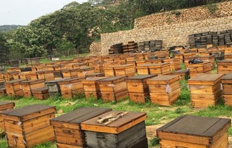 农村土蜜蜂养殖技术 农村土蜜蜂养殖技术培训