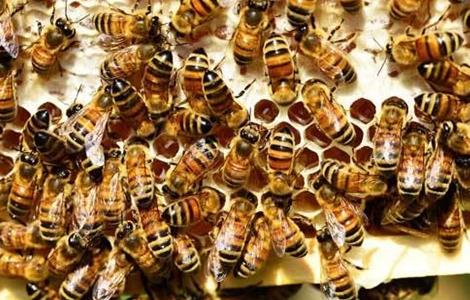 土蜜蜂养殖技术 中蜂养殖