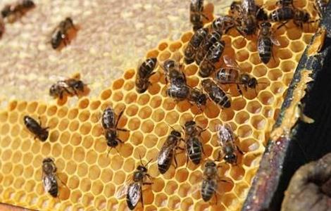 蜜蜂失王后如何造王台 蜜蜂失王会急造王台吗