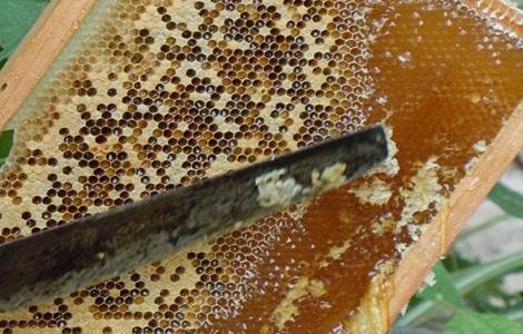 割蜜时怎样防止蜂群逃跑 割蜜时怎样防止蜂群逃跑呢