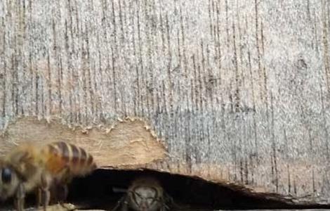 蜜蜂冲群是什么原因引起的呢 蜜蜂冲群是怎么回事