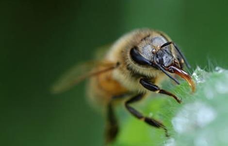 寻找野生蜂群方法 野生蜂群
