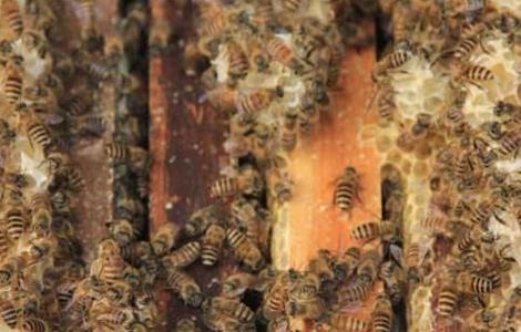 合并蜂群如何防回蜂（合并蜂群的方法）