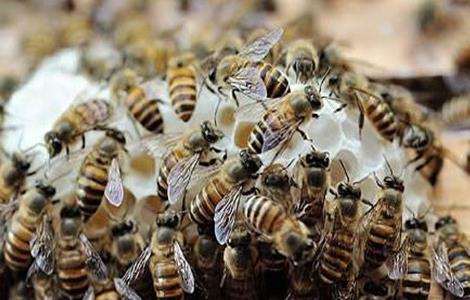 怎么将蜜蜂蛋群养成强群（蜜蜂小群怎么能成强群）